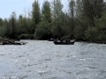 Boats getting into tree hazards.