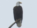 Bald Eagle watching us