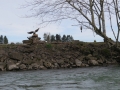 Eagle and Duck on river bank [statues]