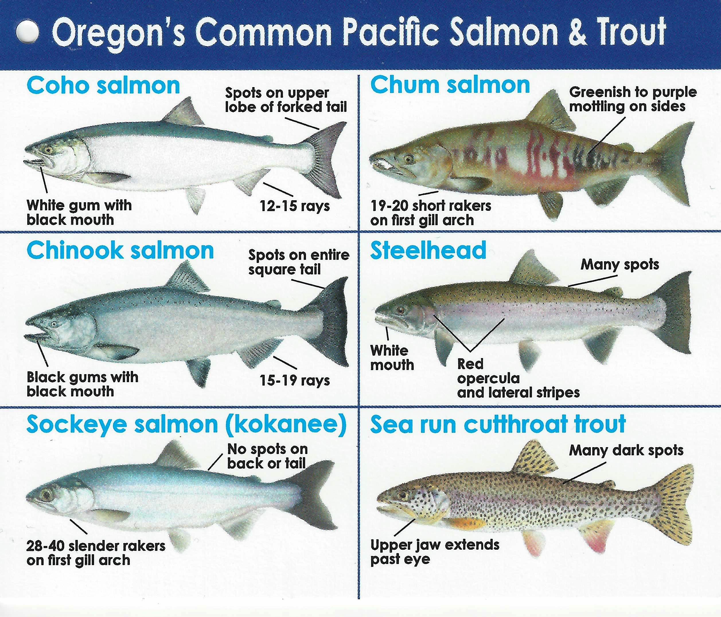 Oregon Salmon Salem NW Steelheaders