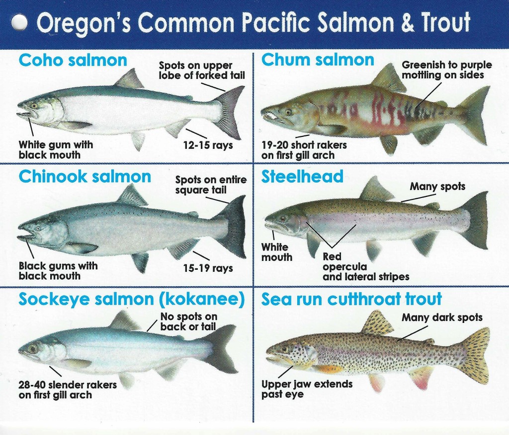 SalmonID_chart | Salem NW Steelheaders